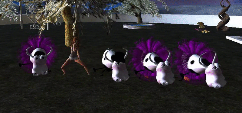 Tai Chi Cows